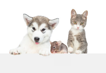 Cat, dog and mouse look over empty white banner. isolated on white background