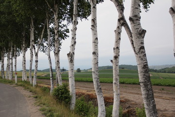 trees in the park