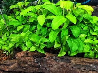 green plant in the garden