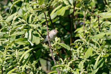 Willow warbler phylloscopus trochilus perched on branch of tree. Cute little songbird in wildlife.