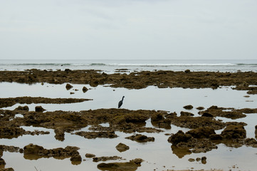 Low tide on the seashore. The eastern reef heron walks along the coast at low tide. Great black heron is looking for food among corals. A black bird stands on the seashore.