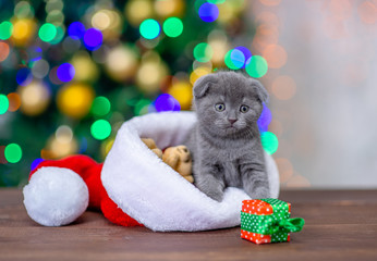 Funny baby kitten sits in red santa hat with gift box with Christmas tree on background