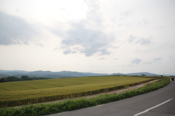 road in the field
