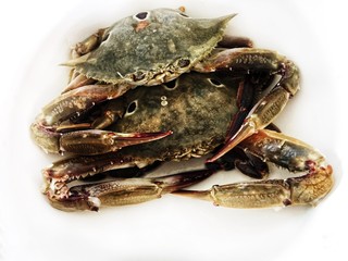 Two crab isolated on white background
