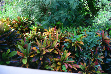 Beautiful nature in China Hainan