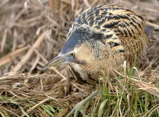 Great bittern close up portrait.