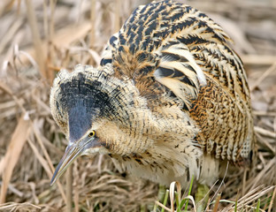 Close up portrait of great bittern in winter day light. Birds wide open the feather collar.