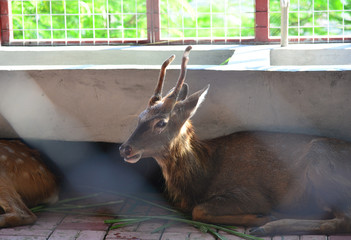 A real deer in a Park of China