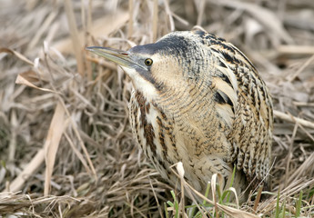 Close up portrait of great bittern in winter day light.