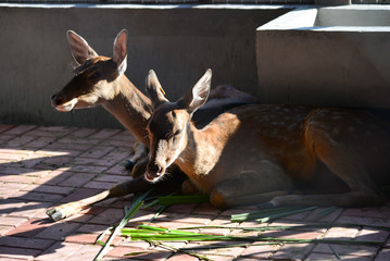 A real deer in a Park of China