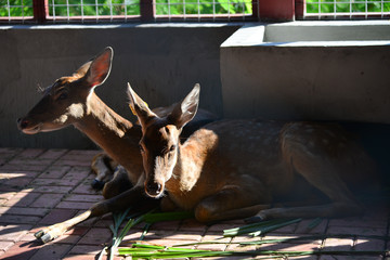 A real deer in a Park of China
