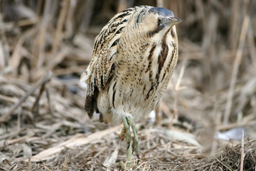 Great bittern walking trough reed