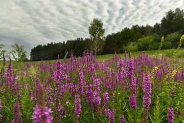 Lush flowering of lilac flowers among fields and forests in the wild. A beautiful summer day in nature.