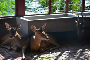 A real deer in a Park of China