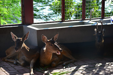 A real deer in a Park of China