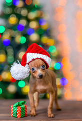 Funny tiny toy terrier puppy wearing a red santa hat with pompon stands with gift box on festive Christmas background