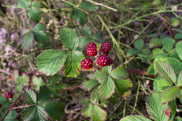 Red berries among the foliage in the forest