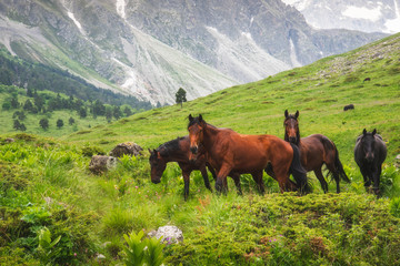 Wild horses are walking on a green meadow against the backdrop of mountains with soft focus