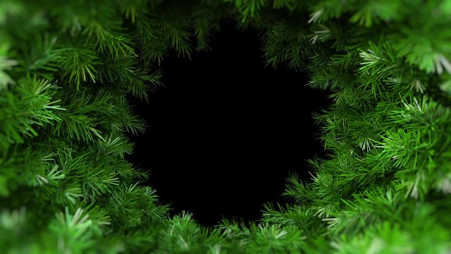 Spruce branch in motion around axis rotate on black background HD 1080