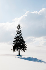 雪原に立つ一本の松の木　美瑛町