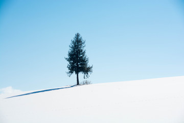雪の丘の上に立つマツの木