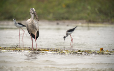 Open bill along with other migratory birds at the Bhigwan bird sanctuary