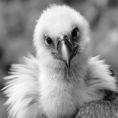 portrait of a vulture