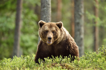 serious looking male brown bear in forest