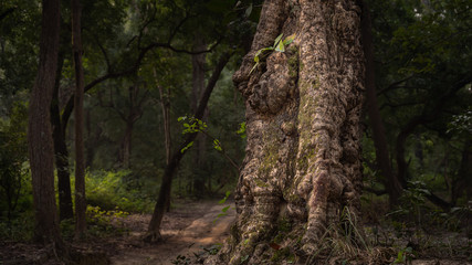 A Massive tree in the forest of Jim Corbett showing dense and natural habitat