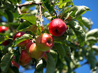 Apfel