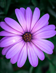 Obraz premium a purple flower in tight composition with details of petals of the daisy family