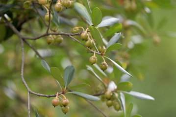 Young Fruits of Ternstroemia gymnanthera, on the branch