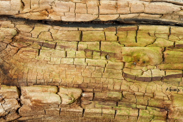Old rotten wood of a Birch, close-up, natural background