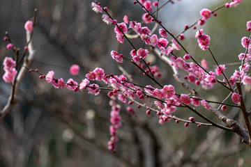 Pink plum blossom, Japanese apricot, Ume