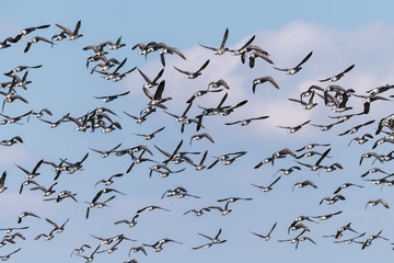 Gänsespektakel auf der Insel Neuwerk