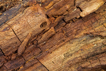 Old rotten wood of a Birch, close-up, natural background