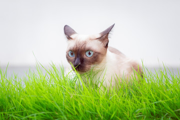Portrait of kitten Siamese Cat with blue eyes in the garden.Thai cats with blue eyes are sitting on green grass.The name in Thai is "Wichianmat".The cat is looking at something in front of it.