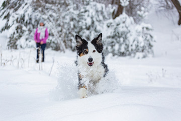 Australian Shepherd läuft in winterlicher Schneelandschaft auf einen zu