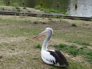 Pelican assis