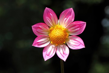 Obraz premium ダリア（アルペンダイヤモンド）