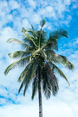Fototapeta na wymiar Closeup of coconut tree bearing fruits against the bright and sunny blue sky filled with fluffy clouds. Selective focus. Portrait orientation.