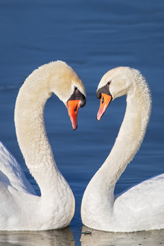 Mute Swan (Cygnus olor) pair holding heads tenderly close, Baden-Wuerttemberg, Germany
