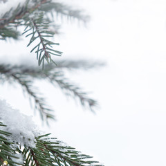 Christmas tree branch with snowflakes close-up, blurred background