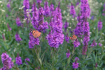 The lush flowering of lilac flowers and butterfly of the lady of burdock in the summer meadow