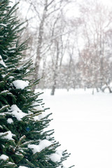 evergreen christmas tree under the snow in the forest. Vertical orientation