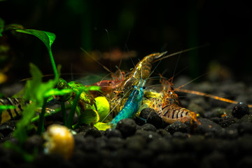 Fototapeta premium Blue dream neocaridina and caridina tiger freshwater shrimp aquarium pets 