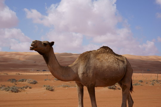 Dromedar in Wüste