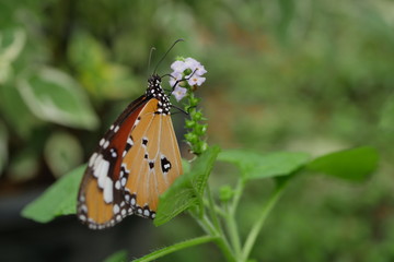 beautiful orange butterfly on blossom flower in the morning
