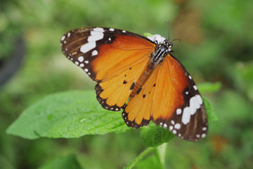 Fototapeta na wymiar beautiful butterfly in blossom flower garden