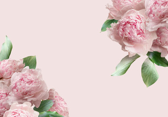 Pink peonies isolated on pastel background. Floral banner, cover header with copy space.